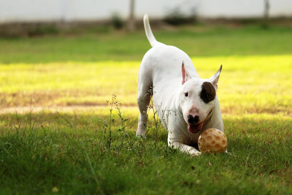 Bull Terrier : caractère, éducation, santé et prix de la race