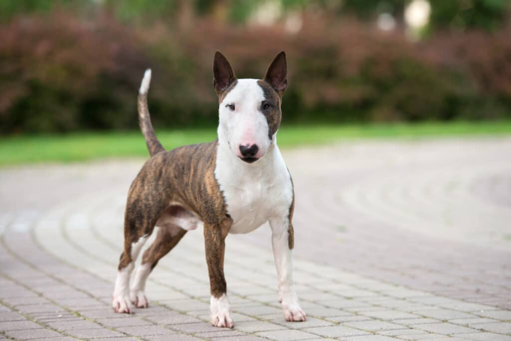 Bull Terrier Miniature : caractère, santé et prix de cette race