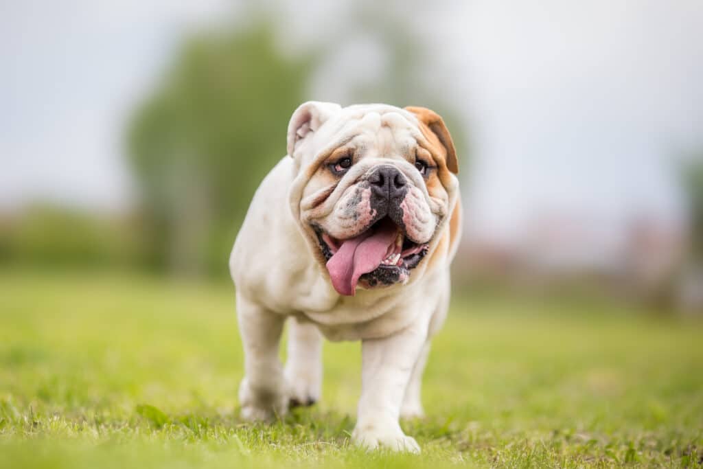 Bulldog Anglais : caractère, santé et prix de cette race attachante