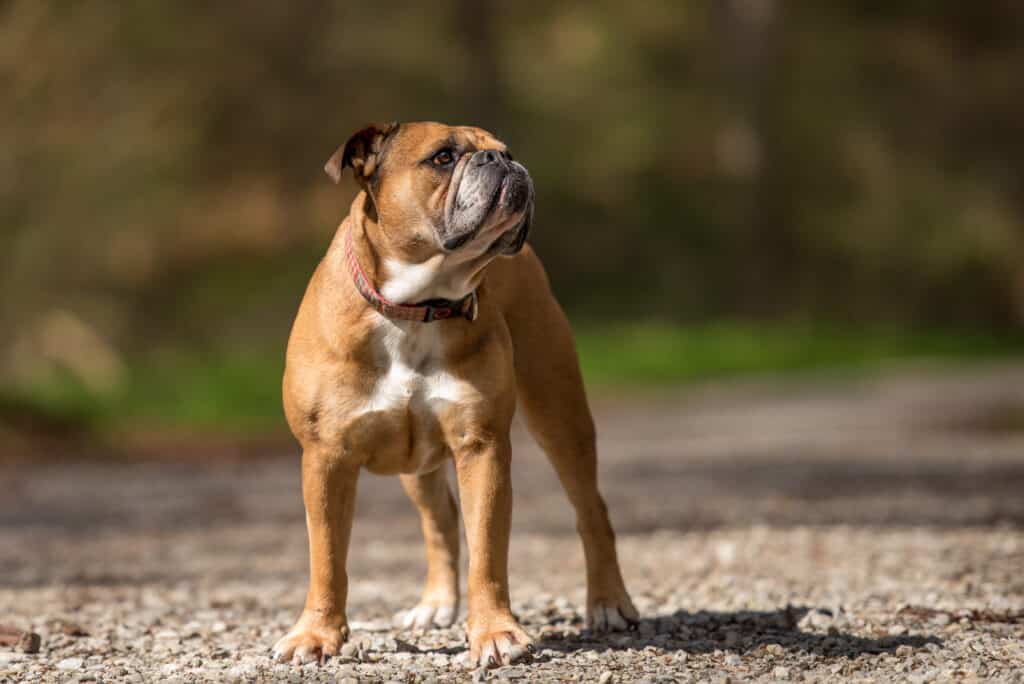 Bulldog Continental : caractère, santé et prix de cette race suisse