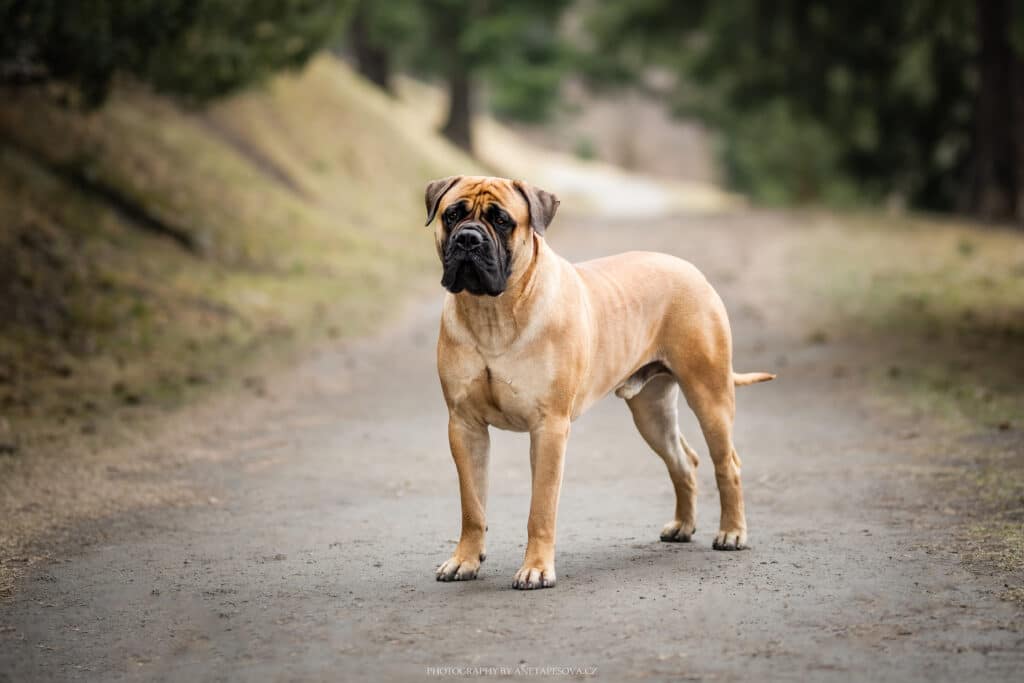 Bullmastiff : caractère, santé et prix de ce molosse anglais