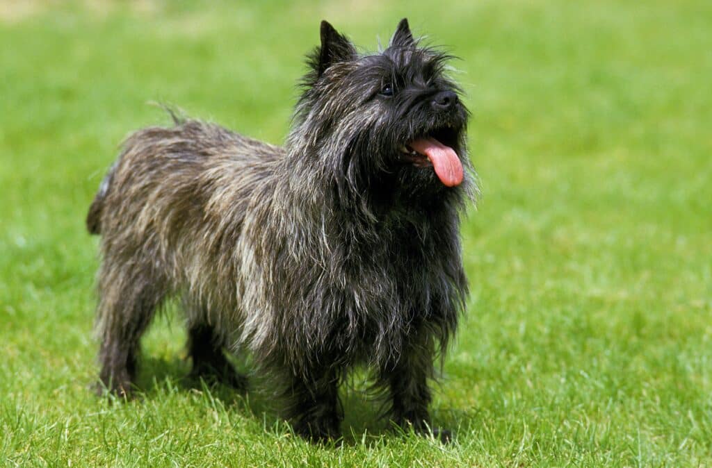 Cairn Terrier : caractère, santé et prix de ce petit terrier écossais