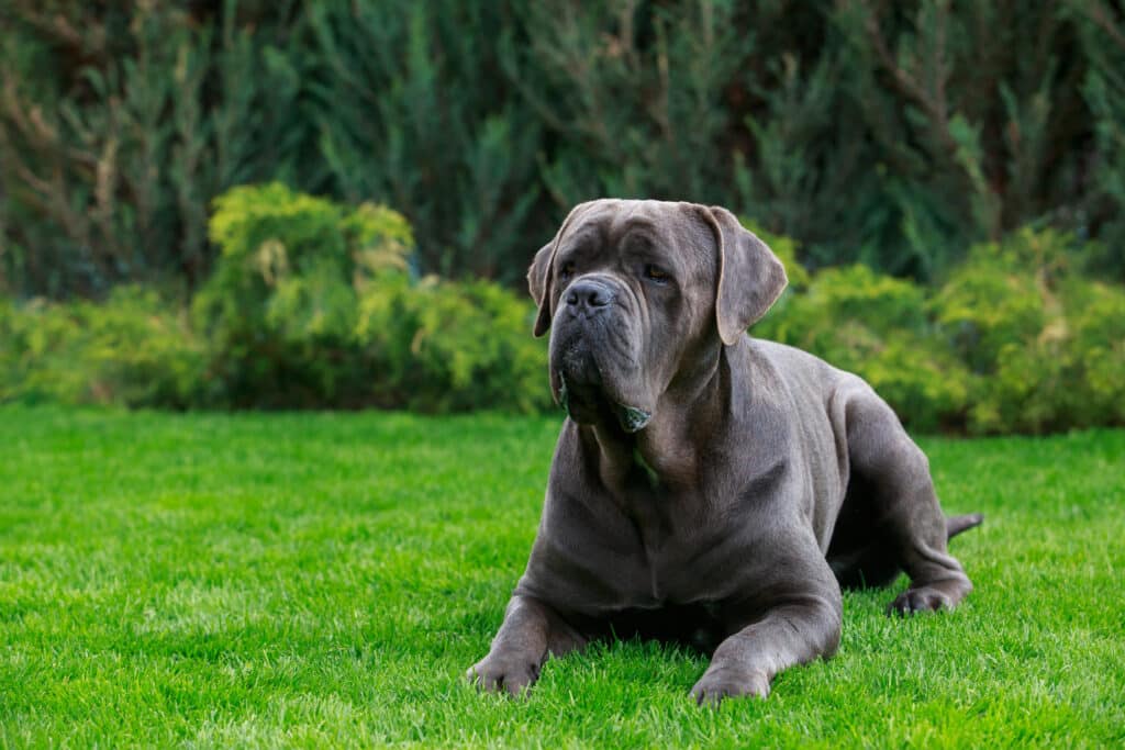 Cane Corso : caractère, éducation, santé et prix de ce molosse italien