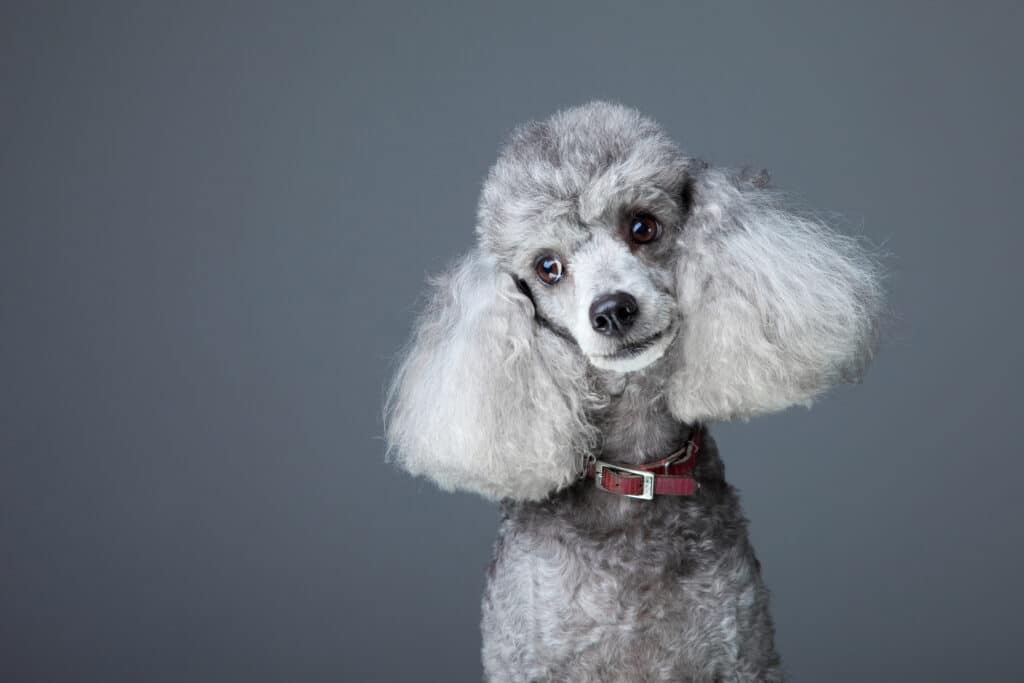 Caniche : caractère, santé, éducation et prix de cette race