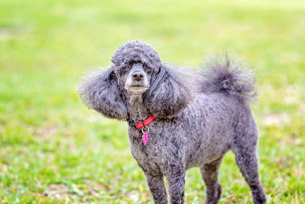 Caniche Nain : caractère, éducation et santé de ce petit compagnon vif