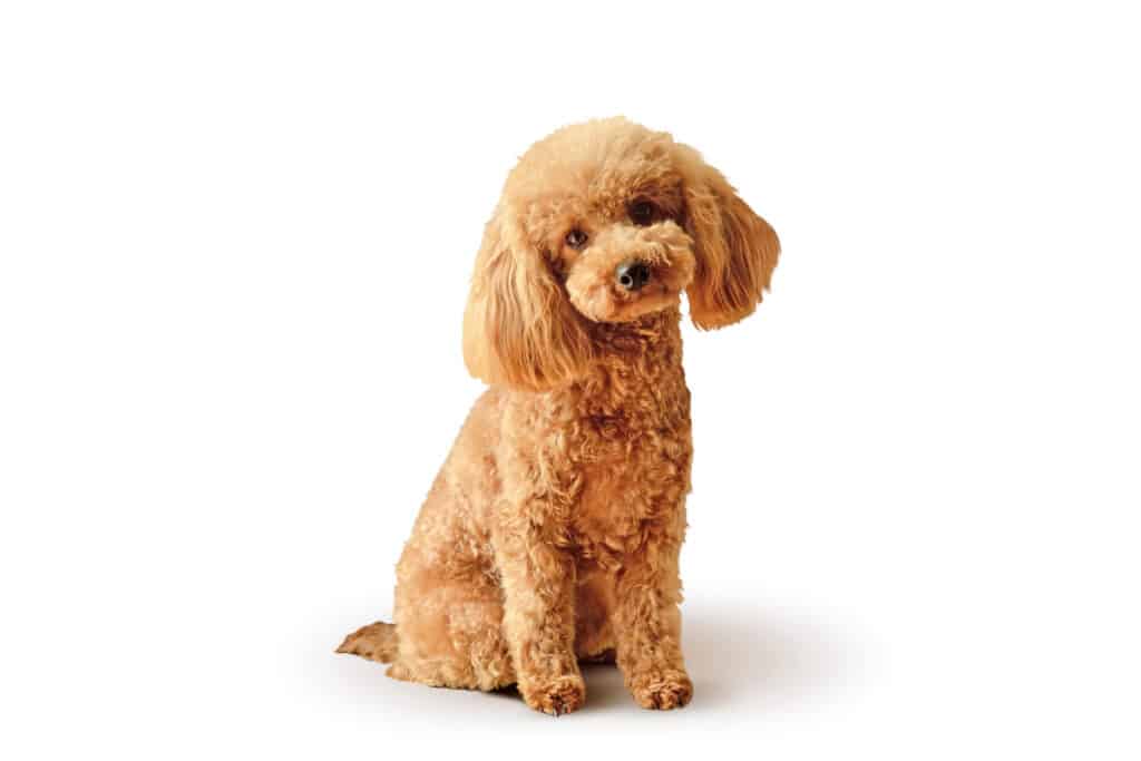 Caniche Toy : caractère, éducation et santé de ce petit chien