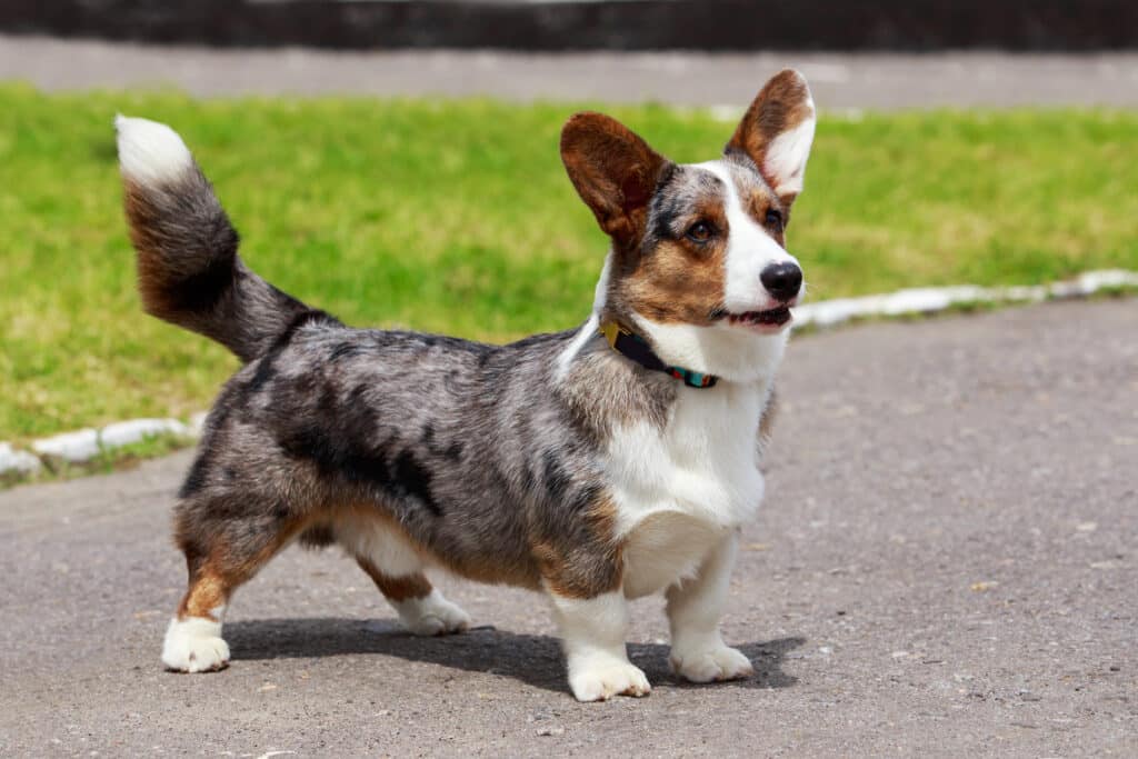Welsh Corgi Cardigan : caractère, éducation et santé de cette race galloise