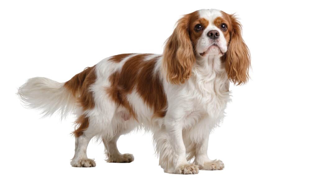 Cavalier King Charles Spaniel : caractère, santé et prix de cette race
