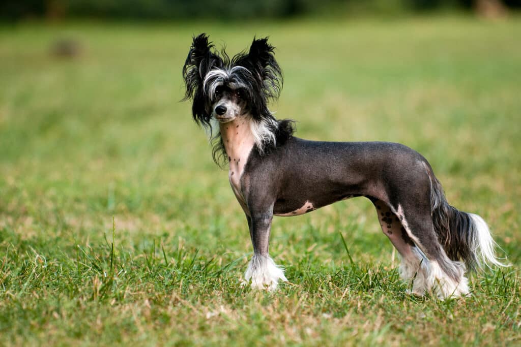 Chien Chinois à Crête : caractère, santé et entretien de ce petit chien nu