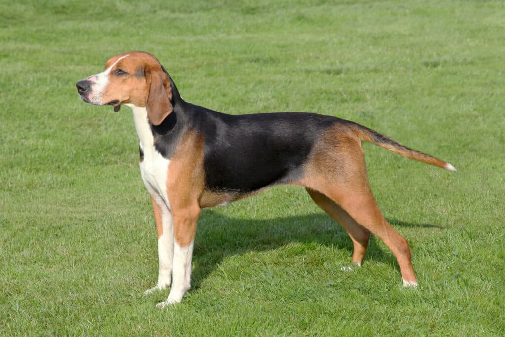 Chien Courant de Hamilton : caractère, éducation et santé de ce chien de chasse suédois