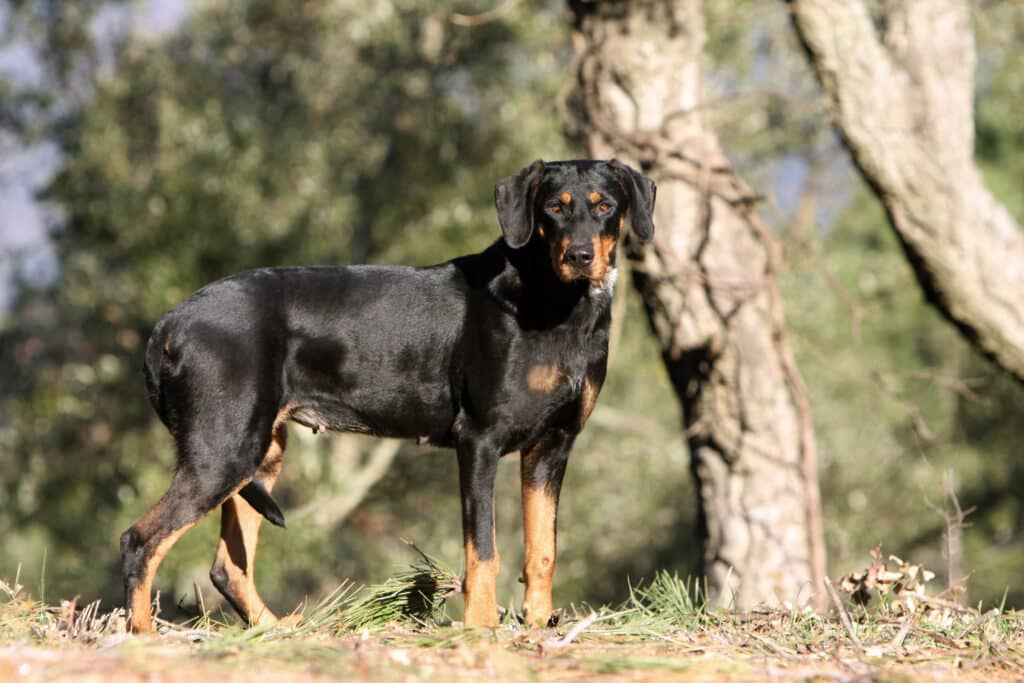 Chien Courant de Transylvanie : caractère, éducation et santé de cette race de chasse