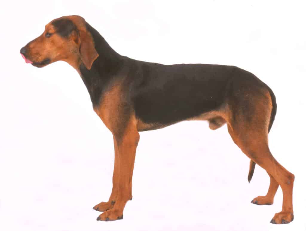 Chien Courant Grec : caractère, éducation et santé d&rsquo;un chasseur rustique