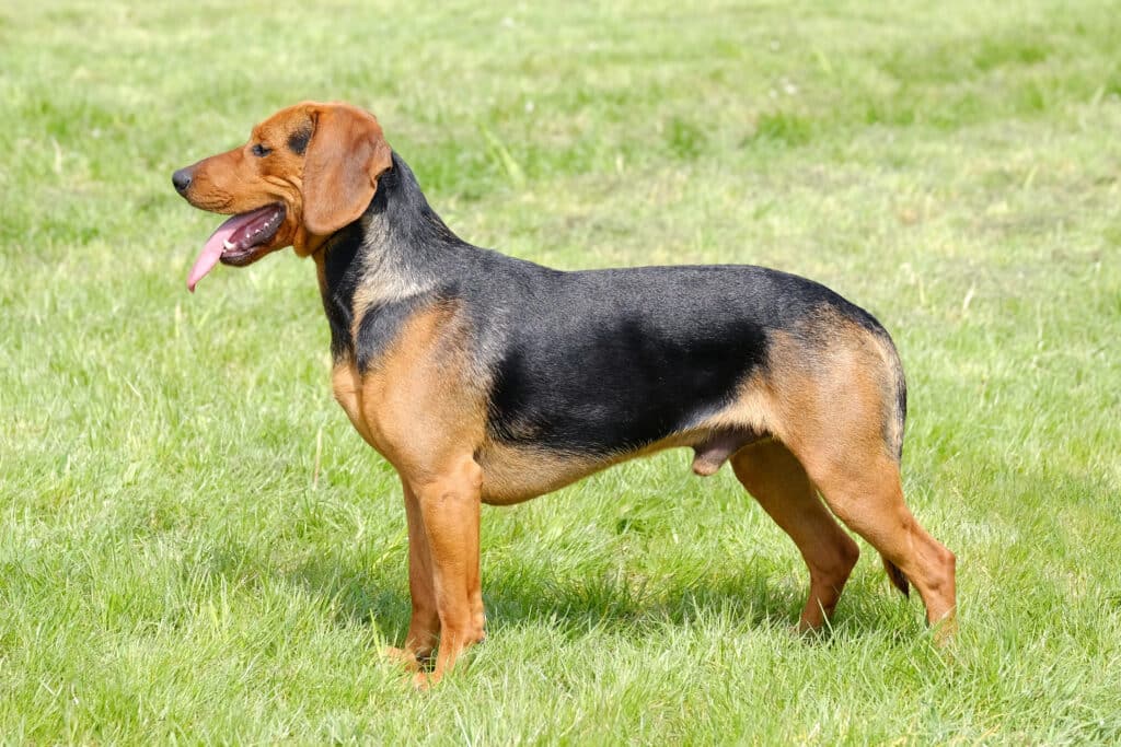 Chien Courant Serbe : caractère, santé et prix d&rsquo;un chasseur des Balkans