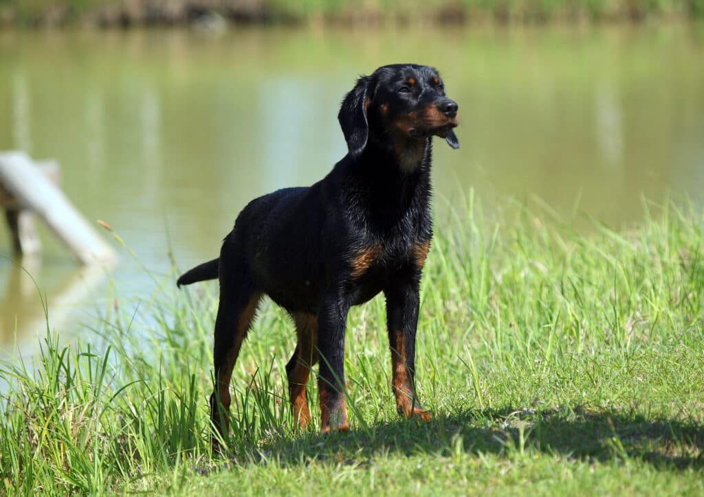 Chien Courant Slovaque : caractère, éducation et prix de cette race de chasse