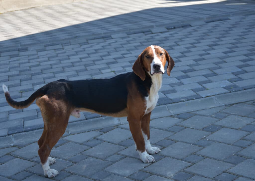 Chien Courant Tricolore Serbe : caractère, santé et mode de vie