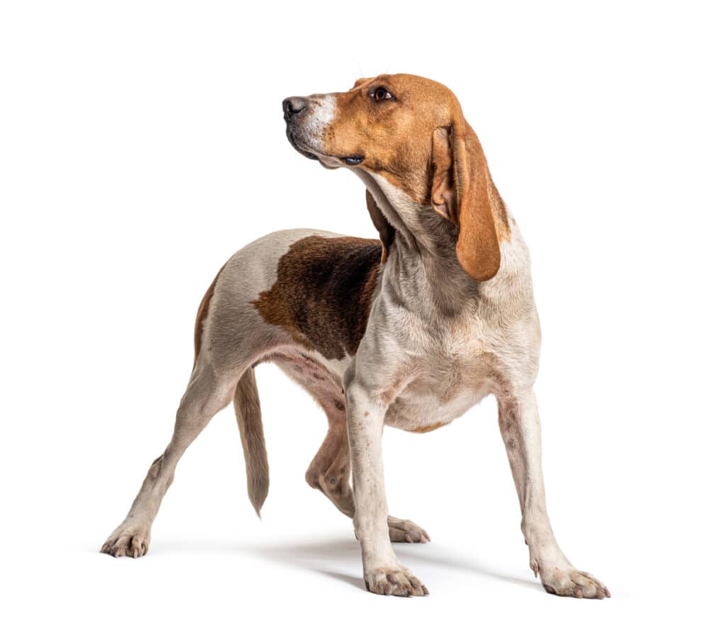 Chien d&rsquo;Artois : caractère, santé et prix de ce chien courant français