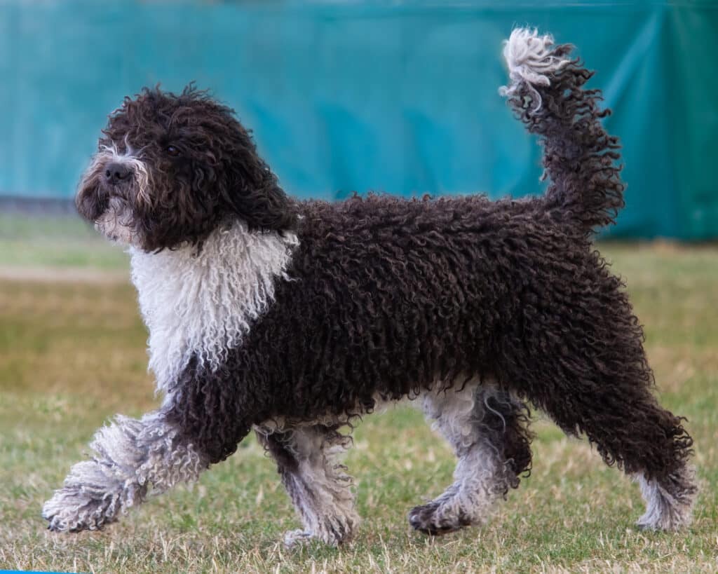 Chien d&rsquo;Eau Espagnol : caractère, éducation et santé de cette race