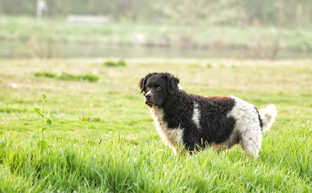 Chien d&rsquo;Eau Frison : caractère, éducation et santé du Wetterhoun