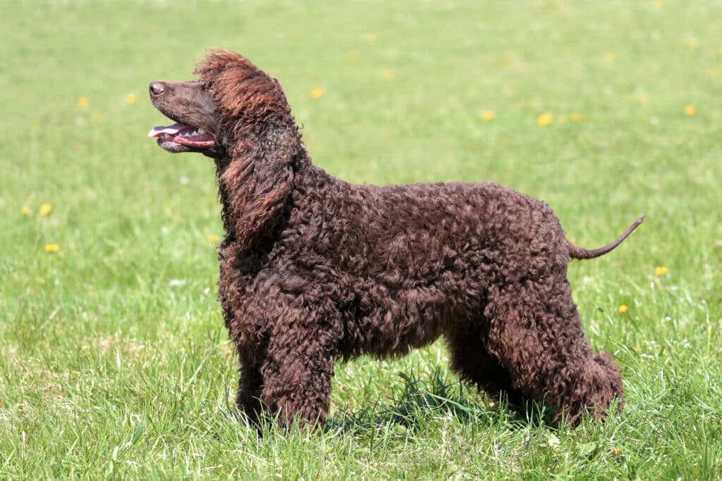 Chien d&rsquo;Eau Irlandais : caractère, éducation, santé et prix de cette race