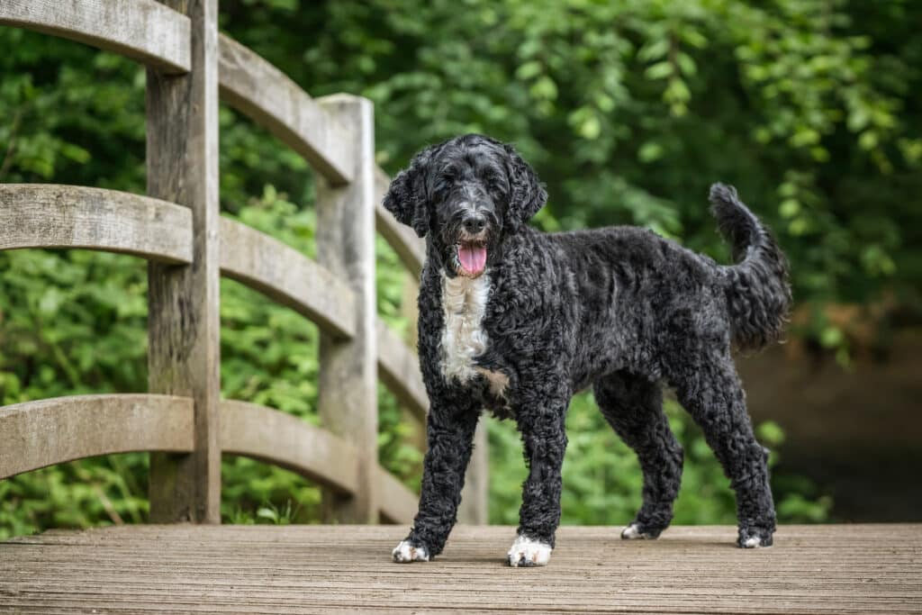 Chien d&rsquo;Eau Portugais : caractère, éducation et santé de cette race