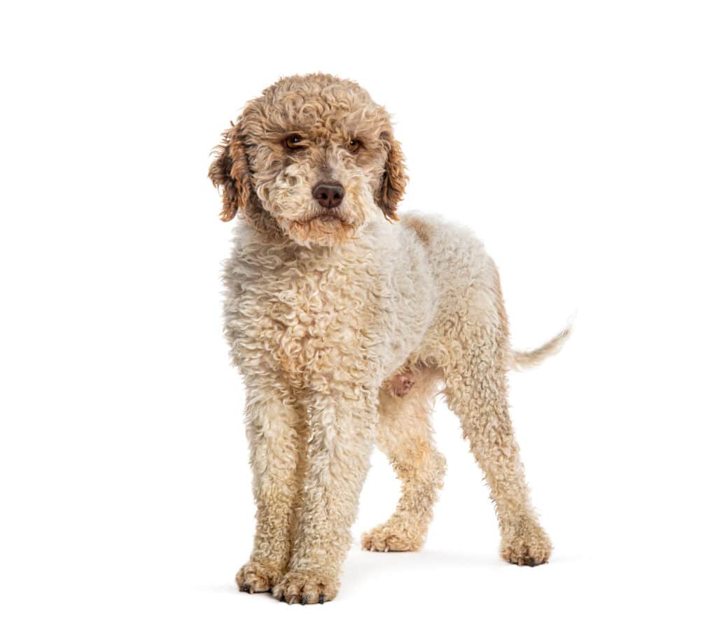 Chien d&rsquo;Eau Romagnol : caractère, santé et prix de cette race truffière