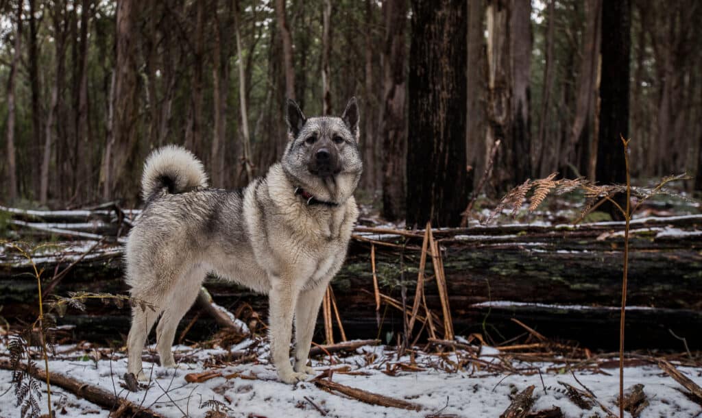 Chien d&rsquo;Élan Norvégien Gris : caractère, éducation et santé de ce spitz nordique