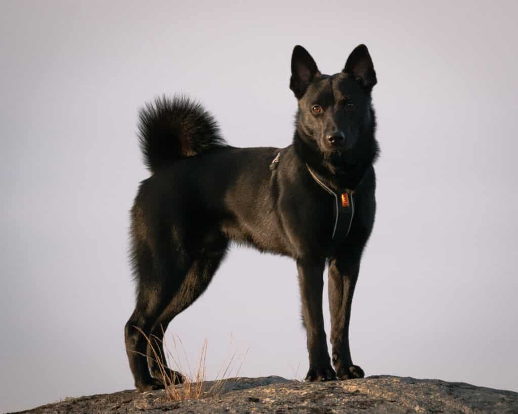 Chien d&rsquo;Élan Norvégien Noir : caractère, éducation et santé d&rsquo;un spitz de chasse
