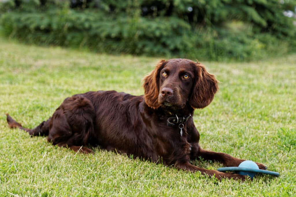 Chien d&rsquo;Oysel Allemand : caractère, santé et prix de cette race de chasse
