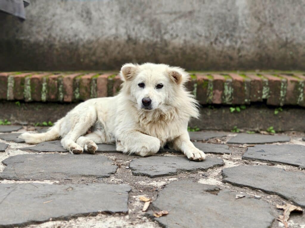 Chien de Bali (Kintamani) : caractère, santé et éducation de cette race