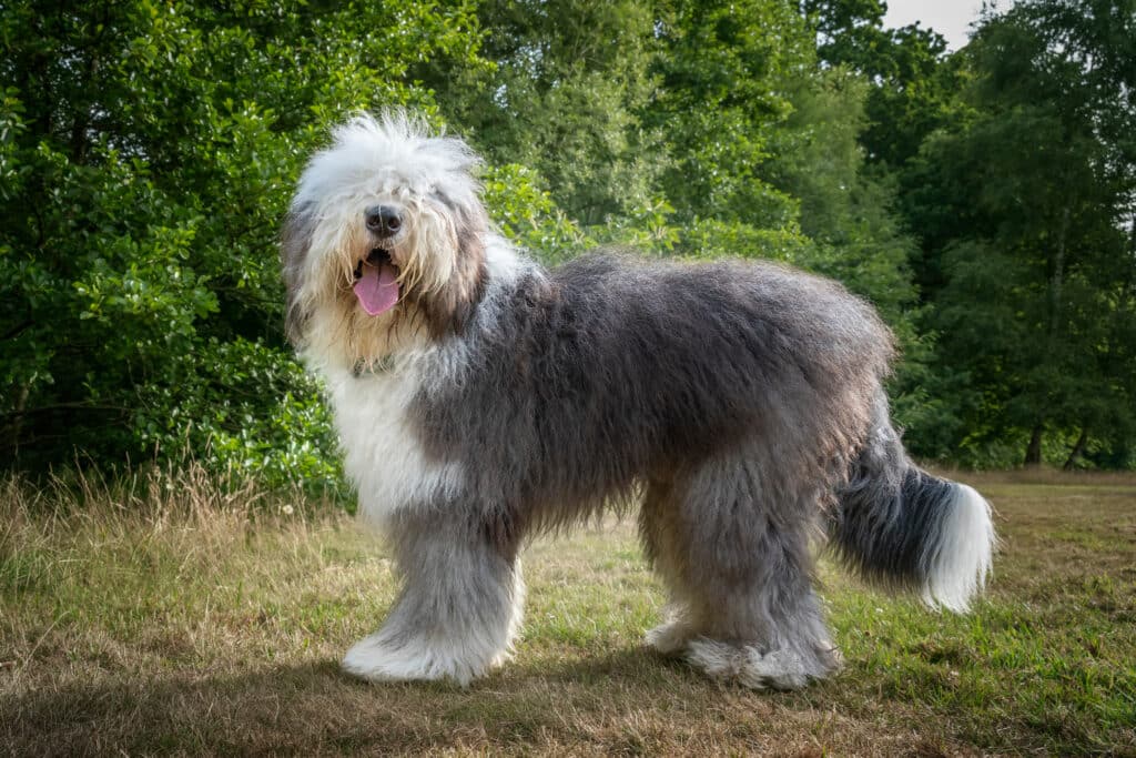 Chien de Berger Anglais Ancestral : caractère, santé et entretien du Bobtail