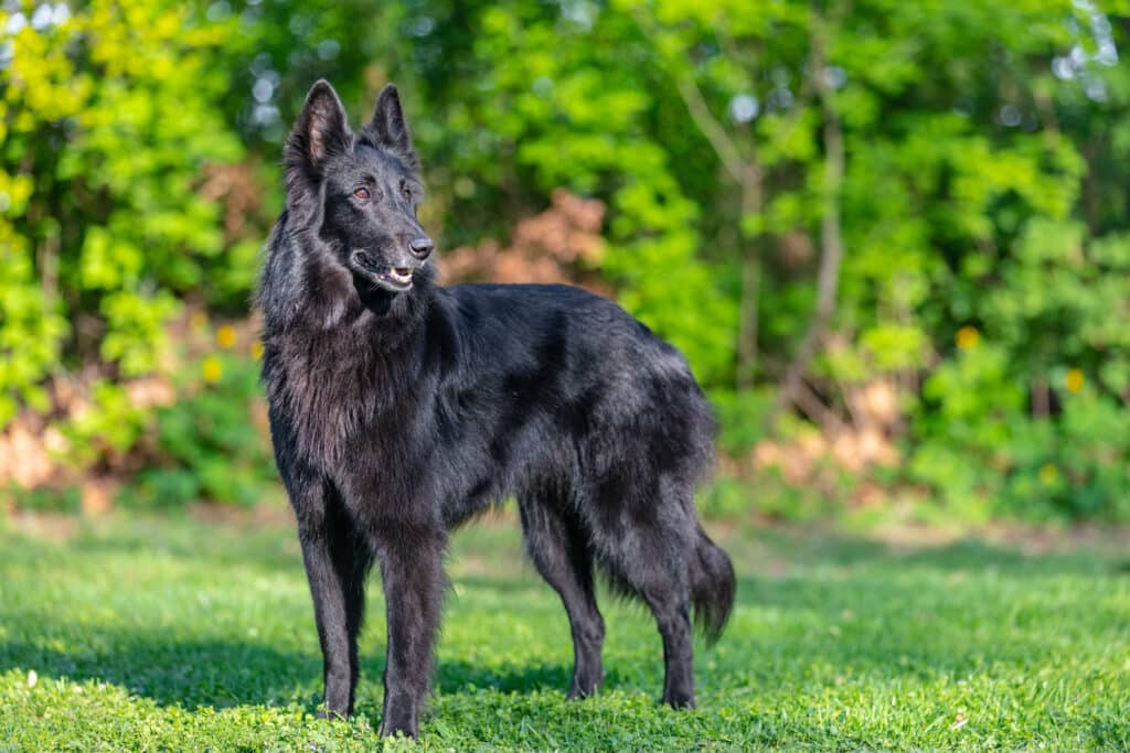 Chien de Berger Belge : caractère, éducation et santé d&rsquo;une race de travail