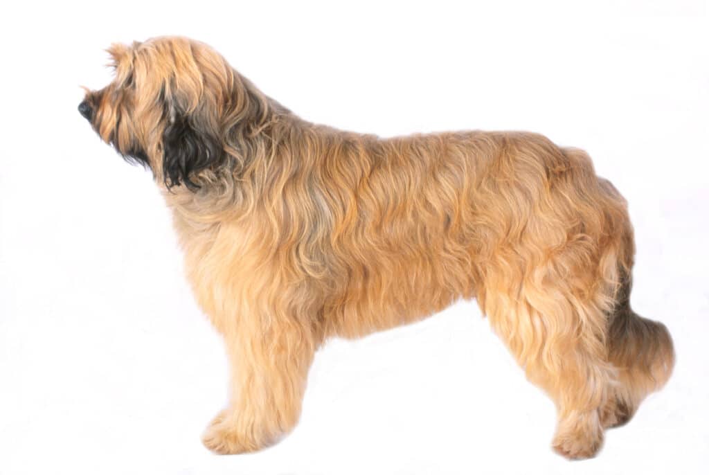 Chien de Berger Catalan : caractère, éducation et prix de cette race