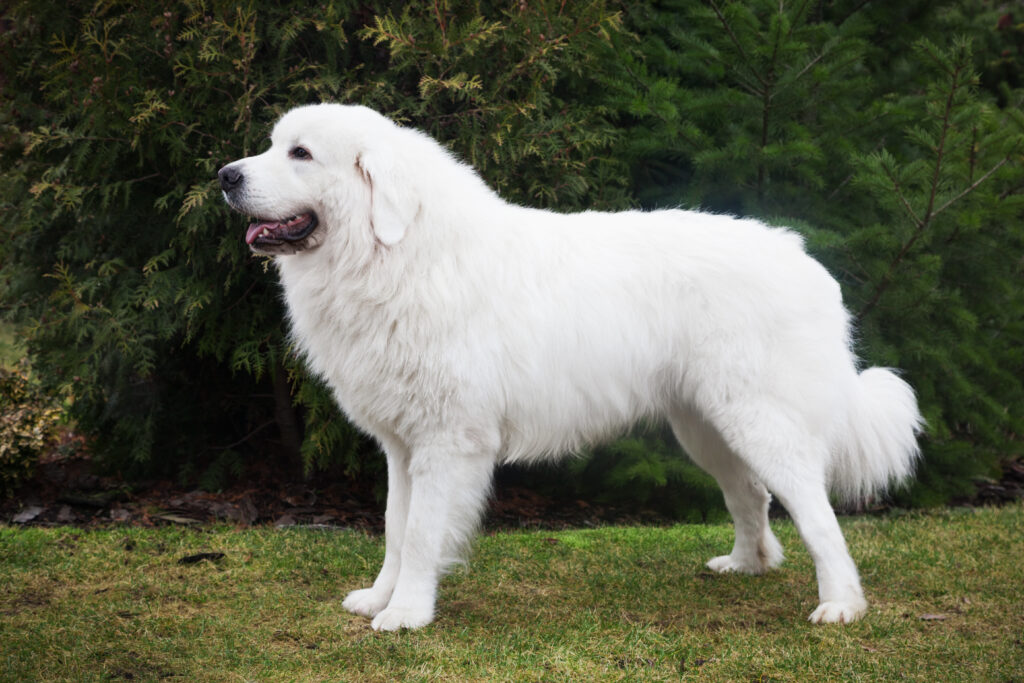 Chien de Berger des Tatras : caractère, santé et prix de ce grand chien polonais