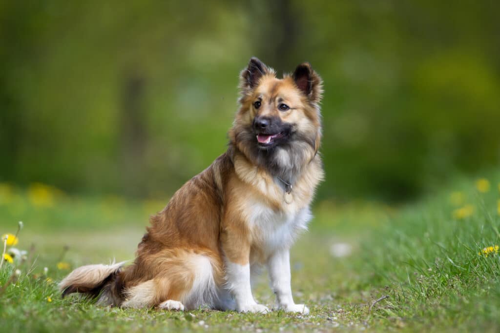 Chien de Berger Islandais : caractère, santé et prix de cette race