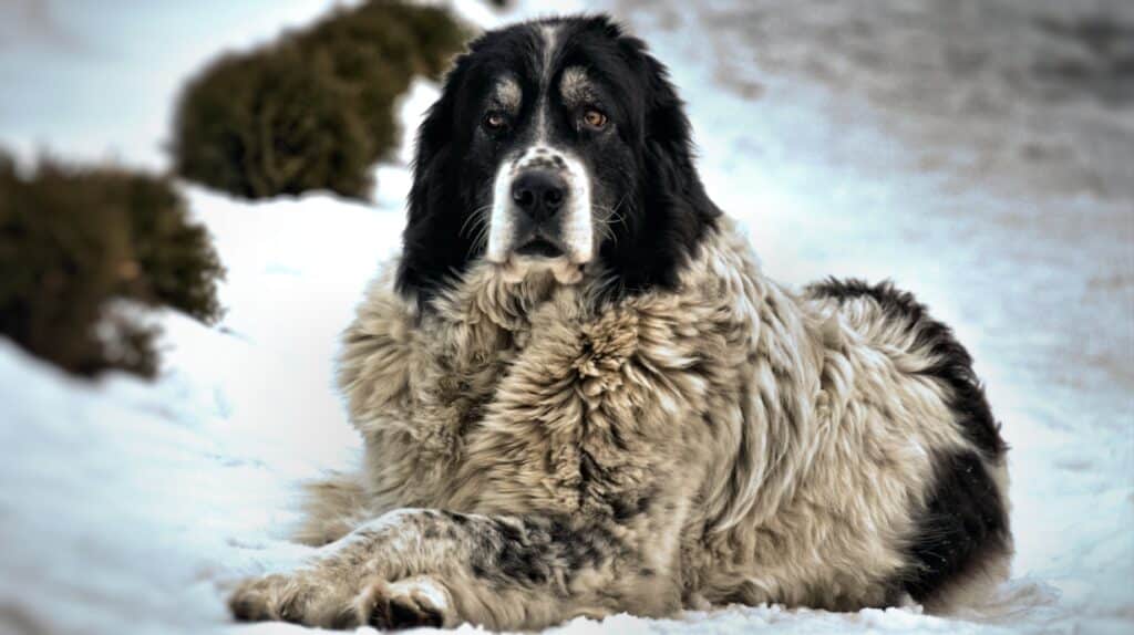 Chien de Berger Roumain de Bucovine : caractère, santé et prix d&rsquo;un gardien de troupeau