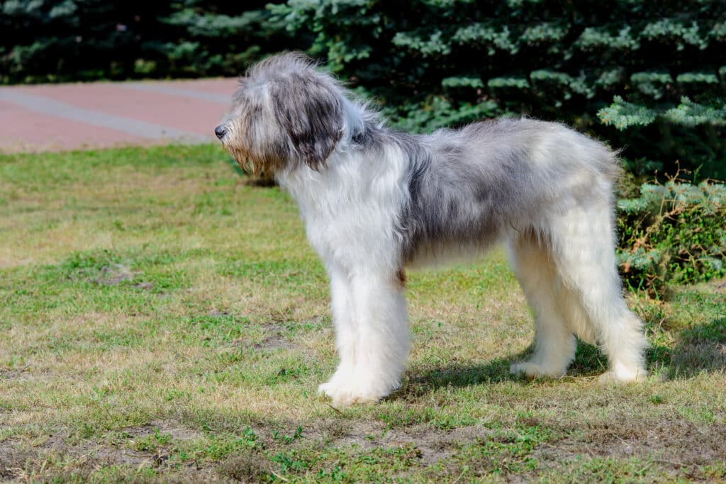 Chien de Berger Roumain de Mioritza : caractère, éducation et santé d&rsquo;un gardien de troupeau