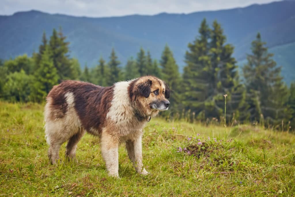 Chien de Berger Roumain des Carpathes : caractère, éducation et santé d&rsquo;un grand gardien