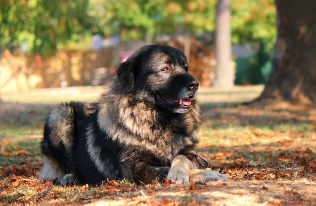 Chien de Berger Yougoslave de Charplanina : caractère, santé et prix