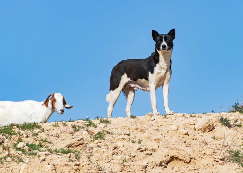 Chien de Canaan : caractère, éducation et santé de cette race primitive