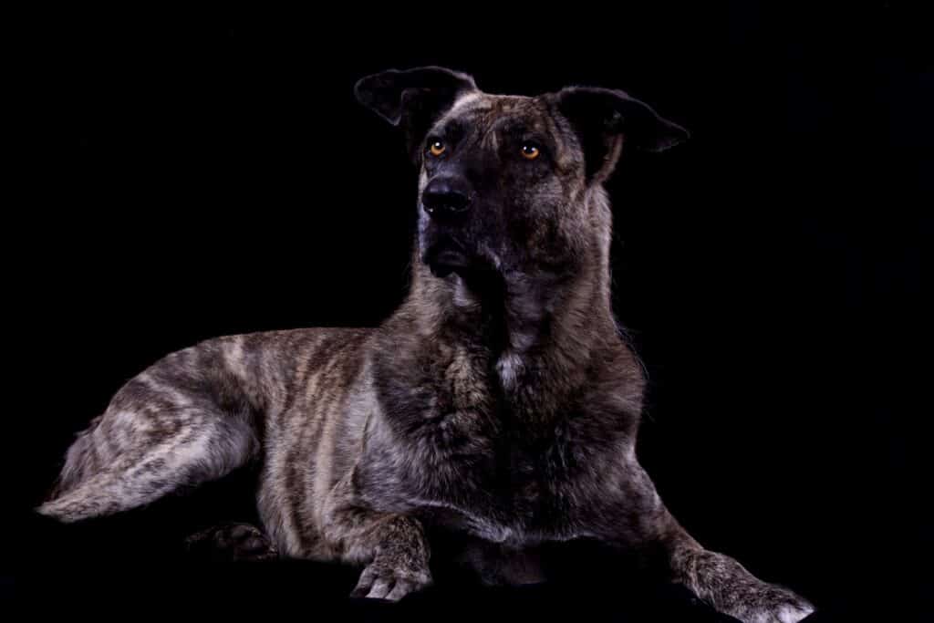 Chien de Castro Laboreiro : caractère, éducation et santé de ce bouvier portugais