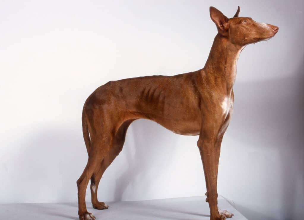 Chien de Garenne des Canaries : caractère, santé et prix de ce podenco