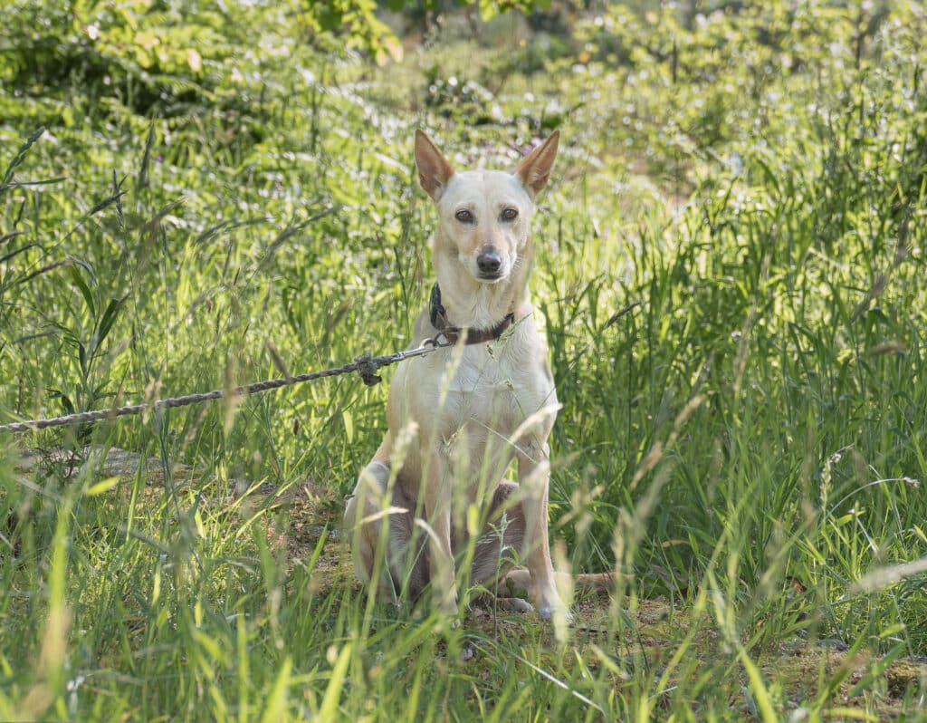 Chien de Garenne Portugais : caractère, éducation et prix de cette race primitive