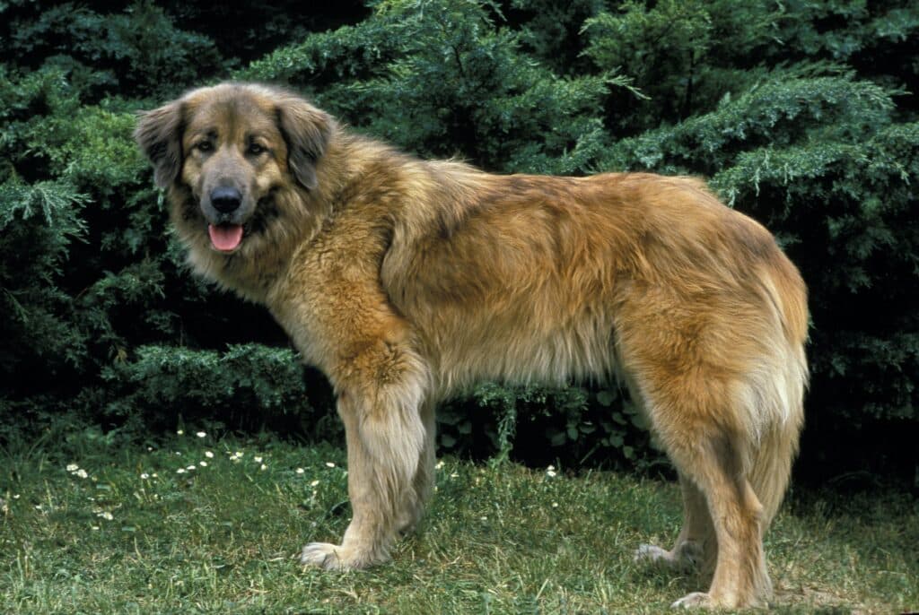 Chien de la Serra da Estrela : caractère, éducation et santé d&rsquo;un grand gardien portugais