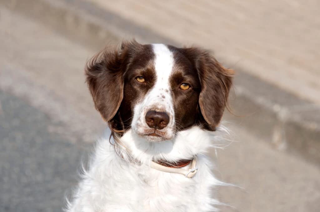 Chien de Perdrix de Drente : caractère, éducation et santé de cette race