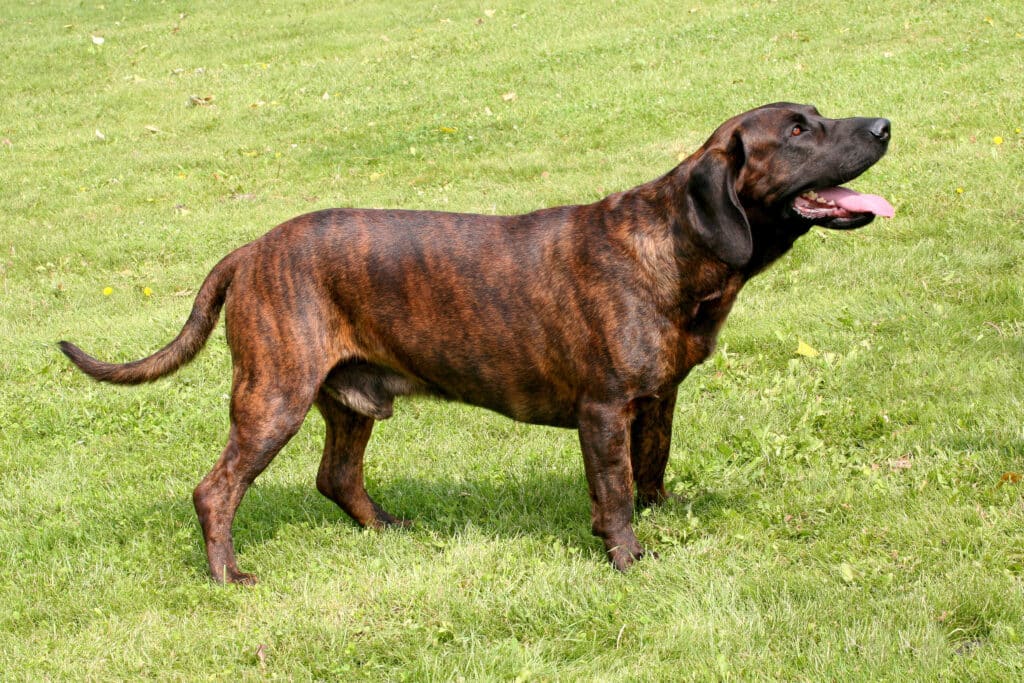 Chien de Recherche au Sang de Hanovre : caractère, santé et prix de cette race