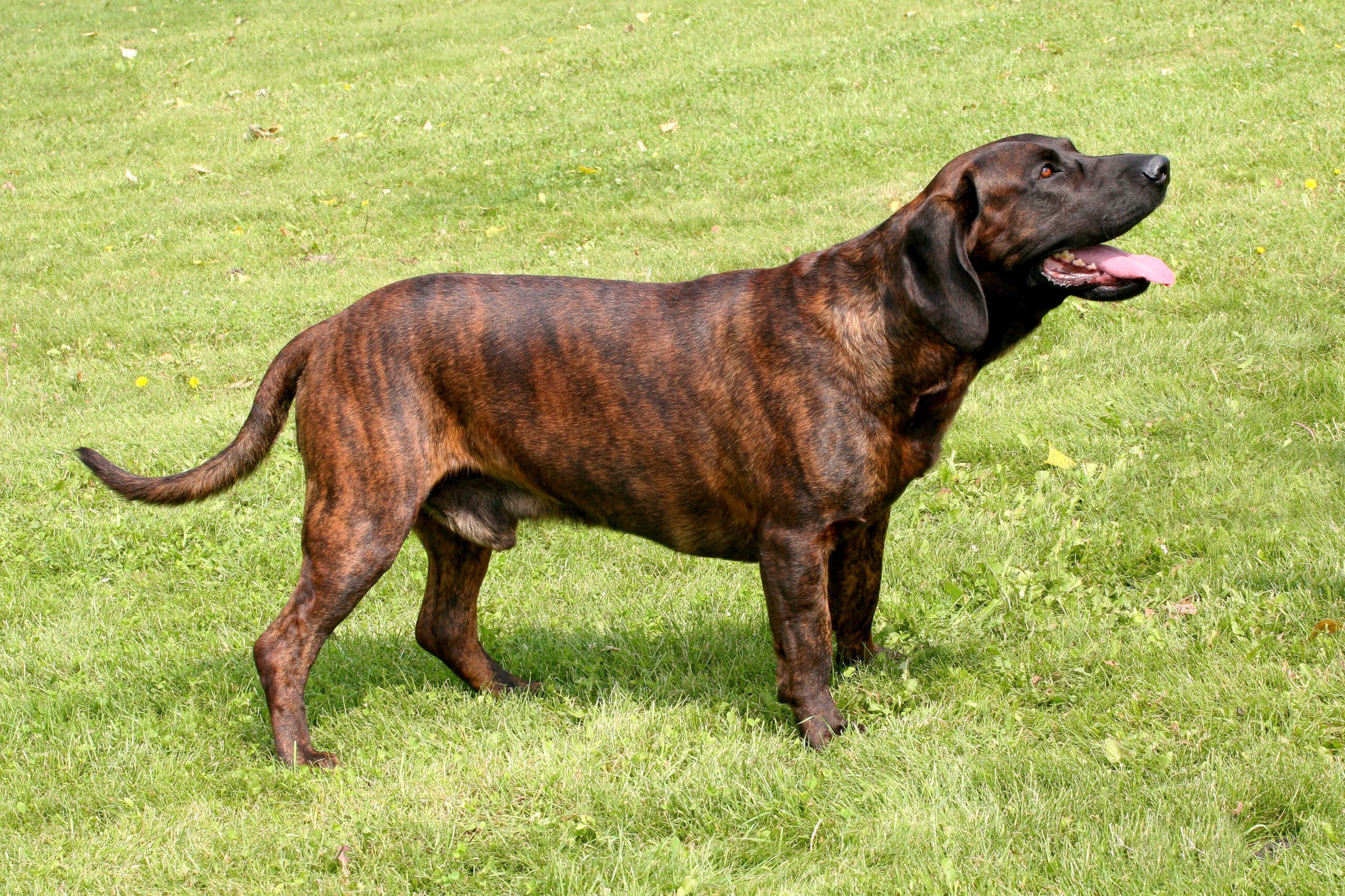 Photo d'un Chien de Recherche au Sang de Hanovre