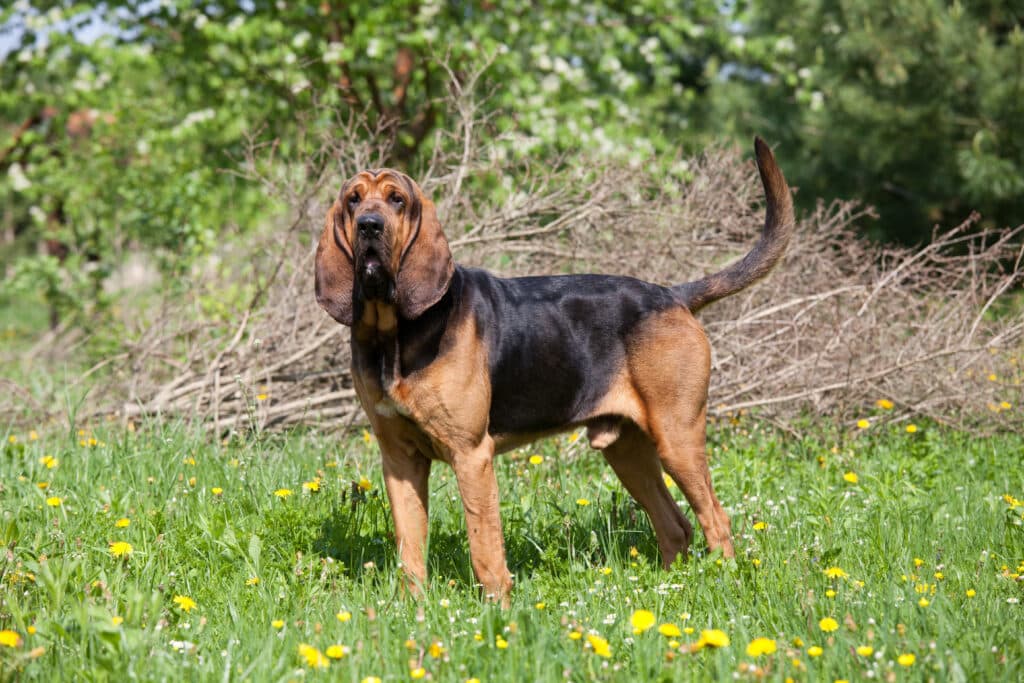 Chien de Saint Hubert : caractère, santé et prix de ce limier d&rsquo;exception