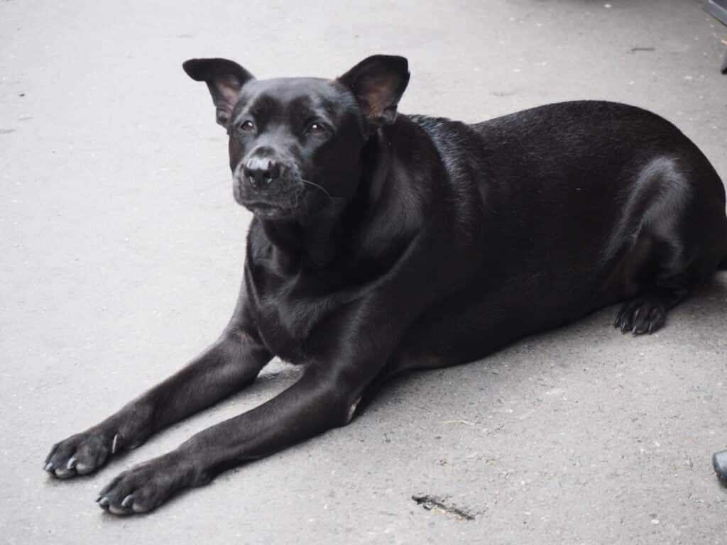 Chien de Taïwan : caractère, éducation et santé d&rsquo;une race primitive