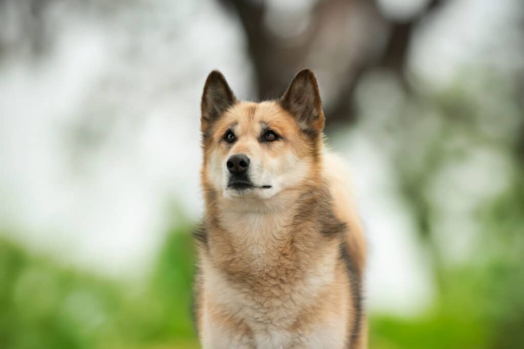 Chien du Groenland : caractère, mode de vie et santé de ce chien de traîneau