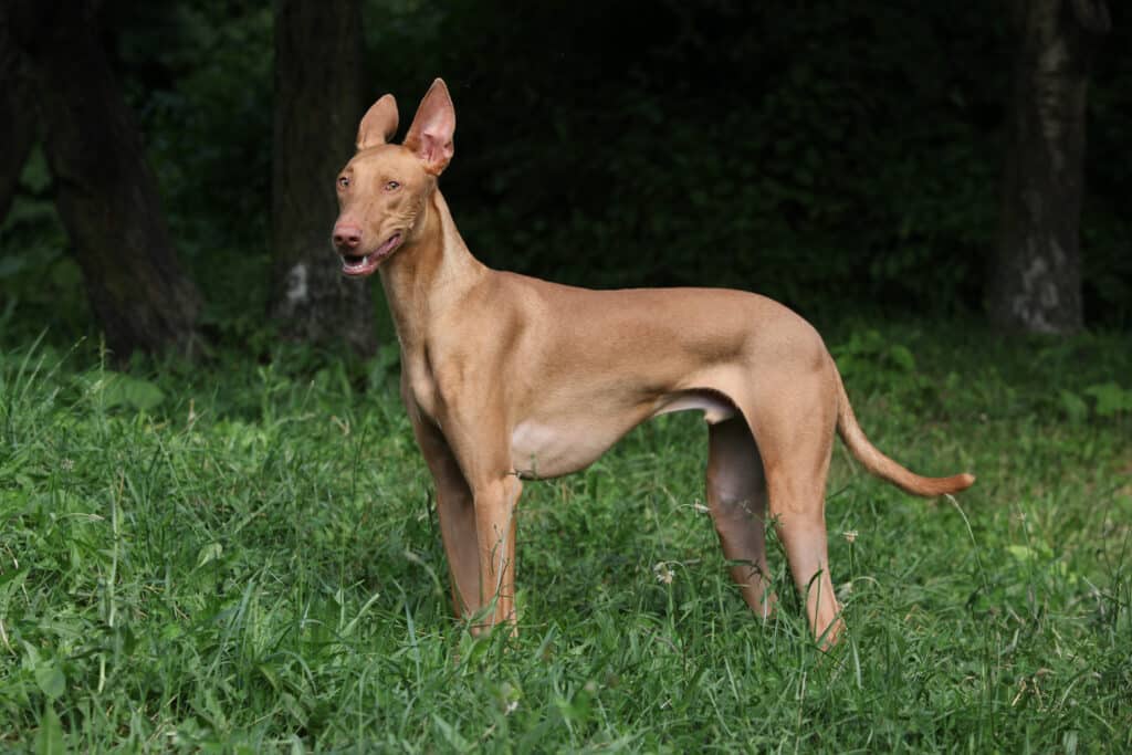 Chien du Pharaon : caractère, santé, éducation et prix de cette race